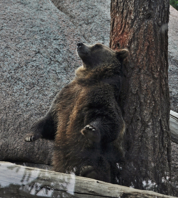 the grizzly bear